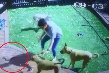 Хозяйка спасла трех собак от смертоносной змеи