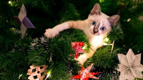 Кошка, цепляющаяся за рождественскую ёлку, признаётся, что это было частью плана