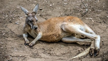 Репортаж: У кенгуру в детском зоопарке нет шансов быть здоровым