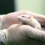 Ученые объявляют об успешном эксперименте по разорению мыши, которая не может позволить себе лекарство от рака
