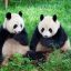 Сенат США принял законопроект в 50 миллиардов долларов о борьбе с китайским влиянием путем выращивания собственных панд