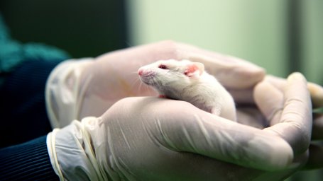 Ученые объявляют об успешном эксперименте по разорению мыши, которая не может позволить себе лекарство от рака