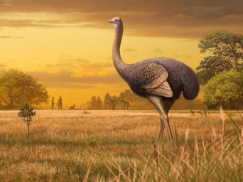 В Крыму нашли останки гигантского страуса
