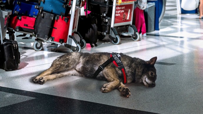 TSA поэтапно отказывается от собак, нюхающих клей