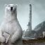 Обнадеживающий отчет показывает, что белые медведи развивают навыки аэрокосмической инженерии, необходимые, чтобы избежать перегрева планеты