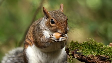 Идиотская белка с желудем убегает от человека, как будто он не может съесть все орехи, которые хочет