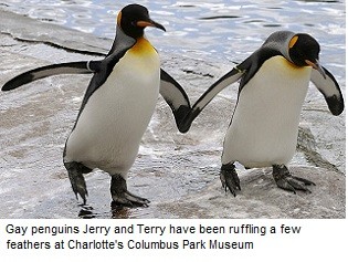 В зоопарке преследуют геев-пингвинов