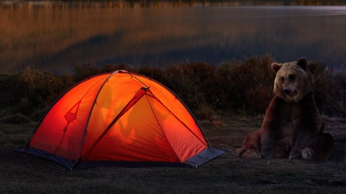 Уважительный медведь ждёт, чтобы напасть на палатку, пока пара внутри не закончит потасовку
