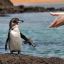 Герой-защитник природы убедил склонного к суициду галапагосского пингвина-cамоубийцу опустить оружие