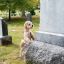 Преданный пёс каждый день часами трётся о могилу хозяина