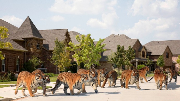 Власти Хьюстона преследуют пропавшего тигра, который растворился среди других тигров