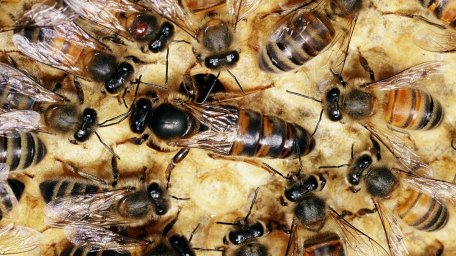 Королева напоминает рабочим пчёлам, что они всё ещё представляют колонию даже когда они вдали от уль