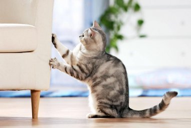 Кошки дерут мебель потому, что хотят перестановку в вашей квартире