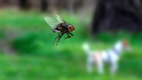 Чрезмерно усердная муха, даже не дожидается, пока дерьмо выпадет из собачьей задницы