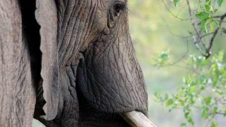 Смотрители зоопарка нашли человека, из которого торчал слоновий бивень