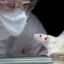 Исследователь рака испытывает чувства к лабораторной крысе, работая долгими ночами вдвоем