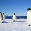 Климатический отчёт показывает, что уничтожение императорского пингвина человечеством из-за нагрева планеты - идёт чётко по плану