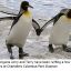 В зоопарке преследуют геев-пингвинов