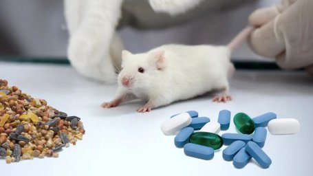 Исследователи обучили мышей выбирать между жизненно важными лекарствами и другими предметами первой необходимости