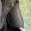 Смотрители зоопарка нашли человека, из которого торчал слоновий бивень
