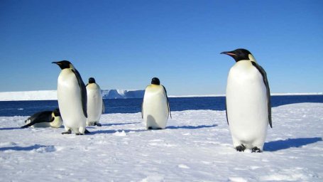 Климатический отчёт показывает, что уничтожение императорского пингвина человечеством из-за нагрева планеты - идёт чётко по плану