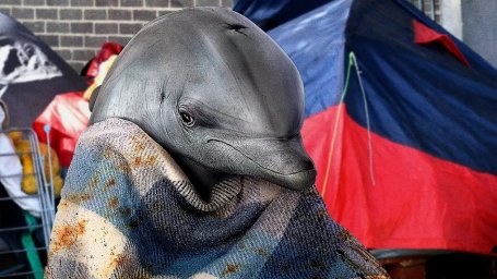 Дельфин, обученный убивать американскими военными в 60-х годах, оказался на улице