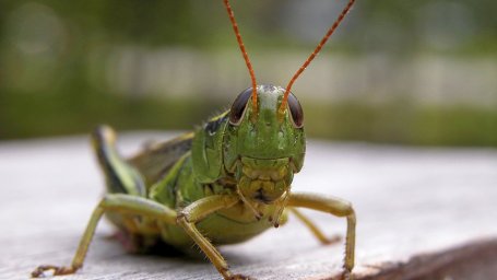 Эксперты предупреждают, что нехватка еды из-за климата, может потребовать от насекомых преодоления табу на употребление в пищу американцев