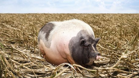 Посевы Айовы были опустошены из-за того, что большая жирная мамаша-свинья беспрепятственно продолжала затаптывать кукурузные поля