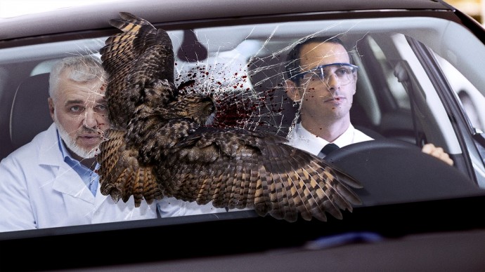 Орнитологи обнаружили, что совы иногда просто отскакивают от лобового стекла вашего автомобиля на шоссе