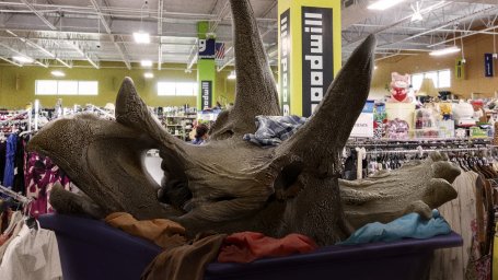 Палеонтологи раскопали в отличном состоянии редкий череп трицератопса. Его извлекли из мусорного ведра в комиссионном магазине