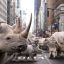 Тысячи находящихся ранее под угрозой исчезновения белых носорогов появились на безлюдных улицах
