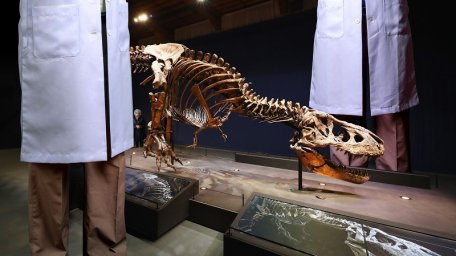 Тираннозавр Рекс мог быть меньше