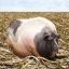 Посевы Айовы были опустошены из-за того, что большая жирная мамаша-свинья беспрепятственно продолжала затаптывать кукурузные поля