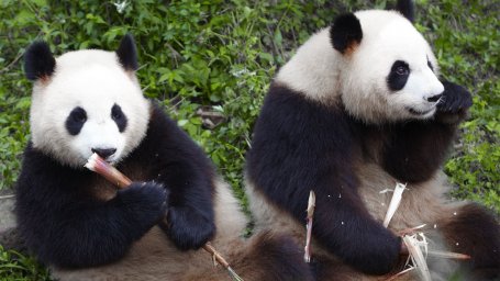 Смотрители зоопарка подтверждают, что панды не спариваются, потому что боятся испортить дружбу