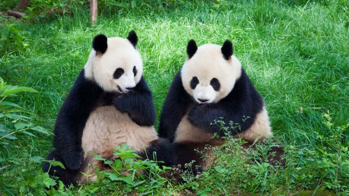 Сенат США принял законопроект в 50 миллиардов долларов о борьбе с китайским влиянием путем выращивания собственных панд