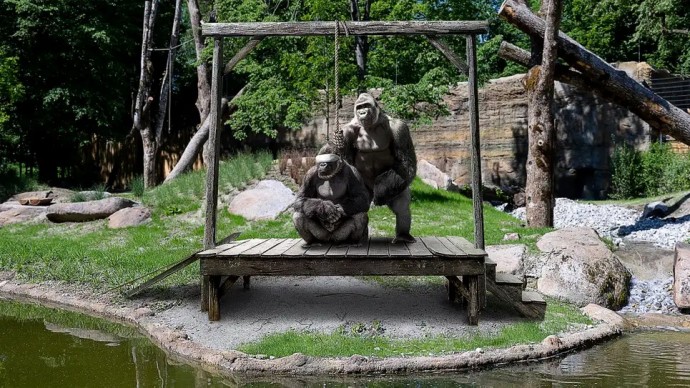 Родители в зоопарке были вынуждены прикрывать детям глаза из-за горилл, которые устроили публичную казнь