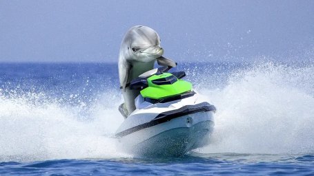 Ученые находят дельфинов единственными другими млекопитающими, которые катаются на водных лыжах для удовольствия