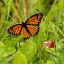 Экологи разочарованы, обнаружив бабочек-монархов, прячущих пачку сигарет в среде обитания