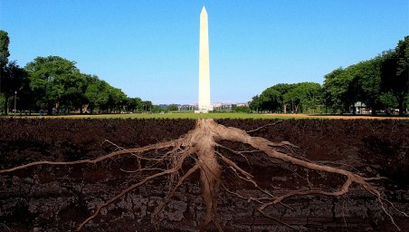 Биологи обнаружили, что корни памятника Вашингтону распространились более чем на 400 футов под землей