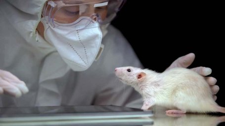 Исследователь рака испытывает чувства к лабораторной крысе, работая долгими ночами вдвоем