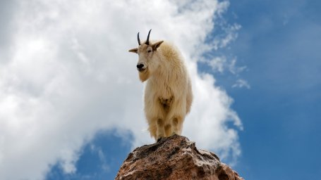 Близкие уговаривают козла, стоящего на краю горы