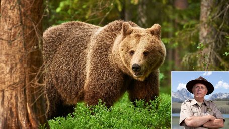 Смотритель парка спас медведицу гризли, которая сбилась с тропы