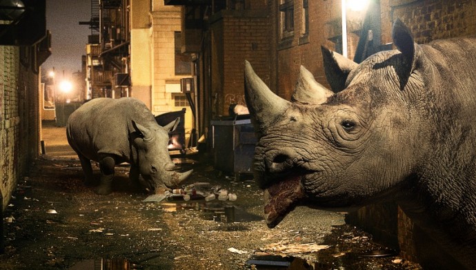 Носорогов научат добывать еду из мусорных баков
